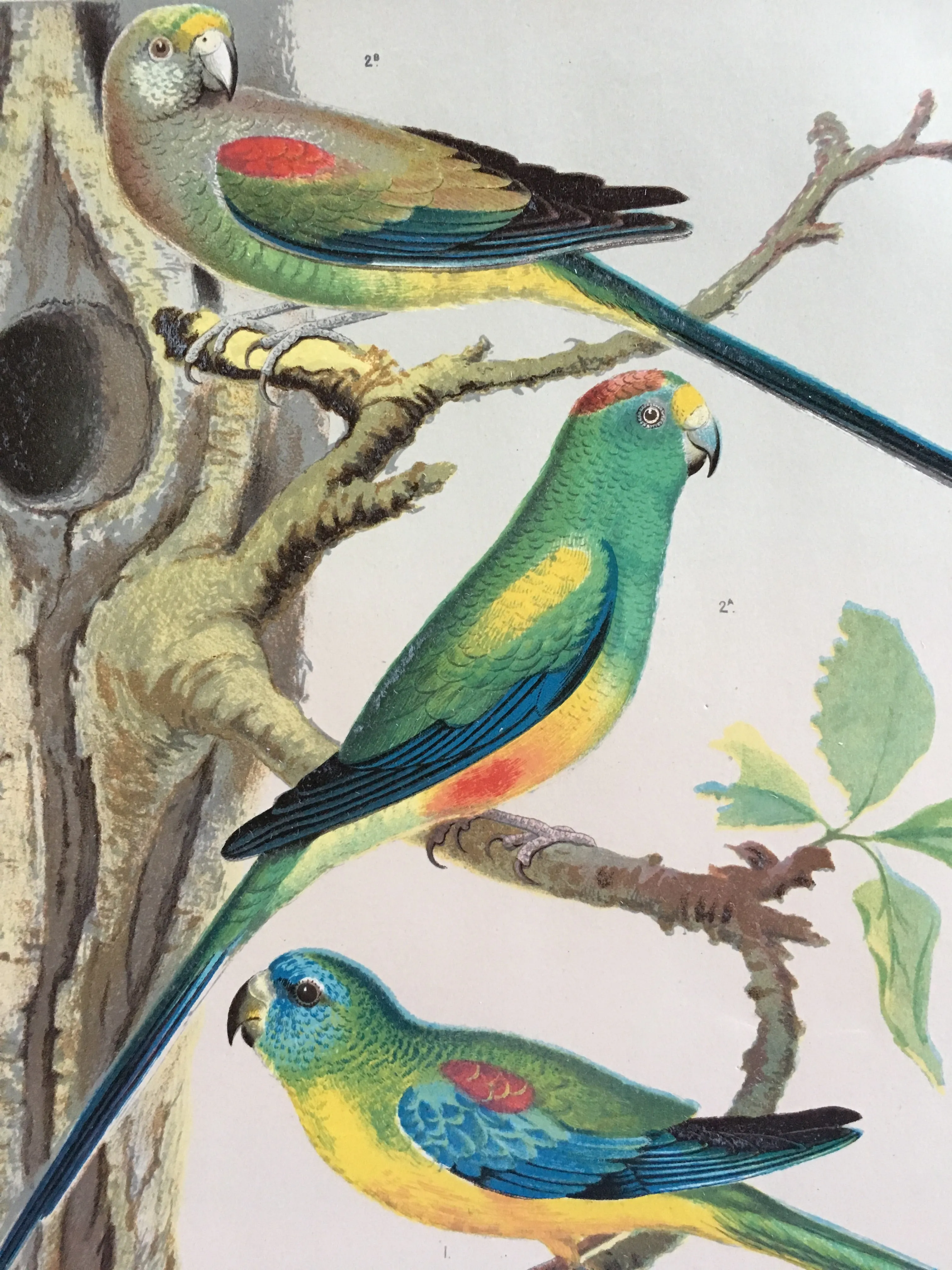 Parakeets